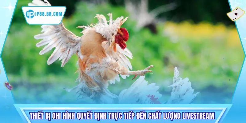 Thiết bị ghi hình quyết định trực tiếp đến chất lượng livestream