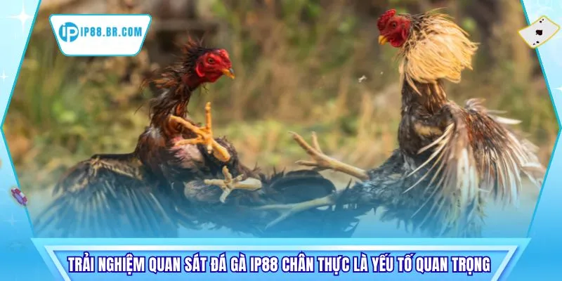 Trải nghiệm quan sát đá gà IP88 chân thực là yếu tố quan trọng 