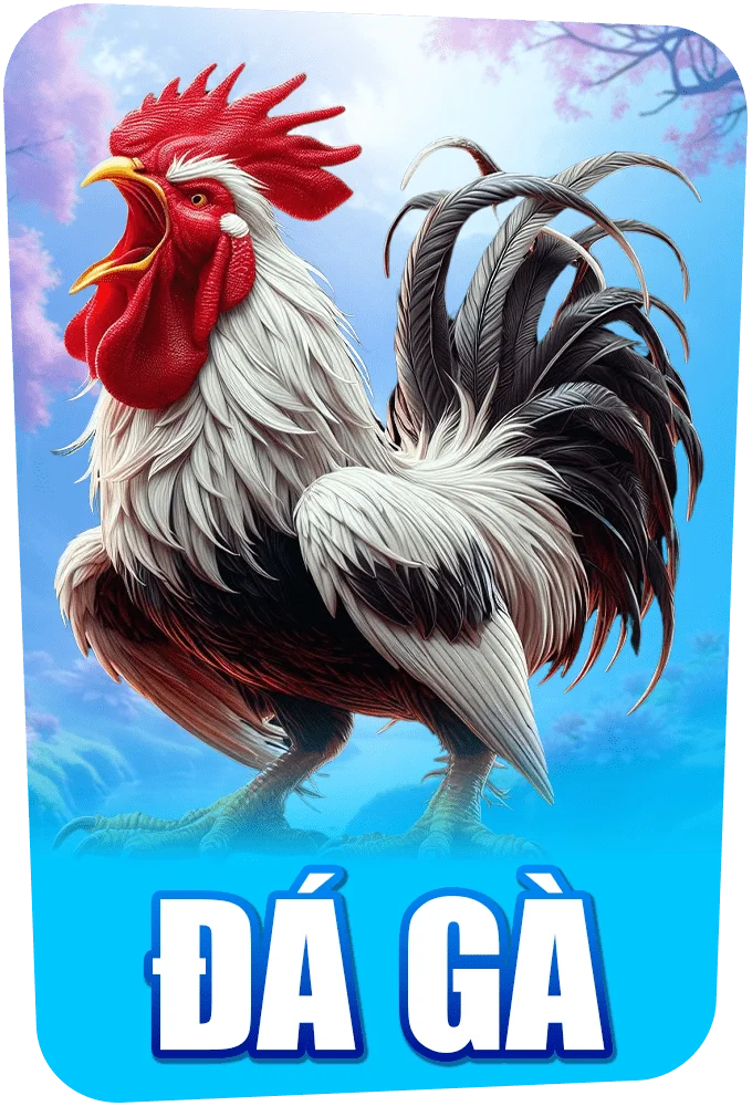 Đá gà IP88